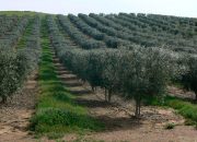 Akhisar Bölgesi İçin Zeytin Bahçesi Tesisi