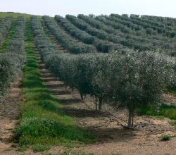 Akhisar Bölgesi İçin Zeytin Bahçesi Tesisi