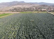 İzmir Menemen’de Brokoli Hasadı Başladı