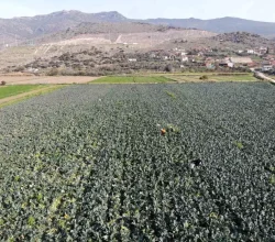 İzmir Menemen’de Brokoli Hasadı Başladı