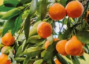 İhracat rekoru çiftçiyi güldürmedi