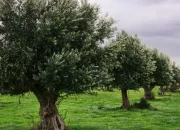 Hayat Suyu: Zeytinlikte Sulamanın Önemi ve “Kuraklık Efsanesi”